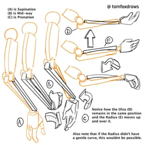 tomfox draws (tutorials)